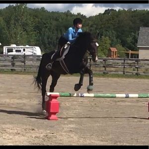 Meet your Posher, Callie